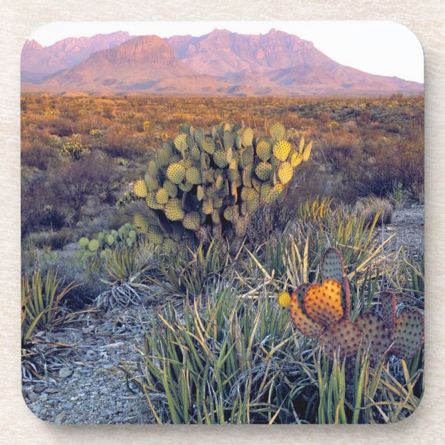 USA, Texas, Big Bend NP. A sandy pink dusk Coaster (Front)