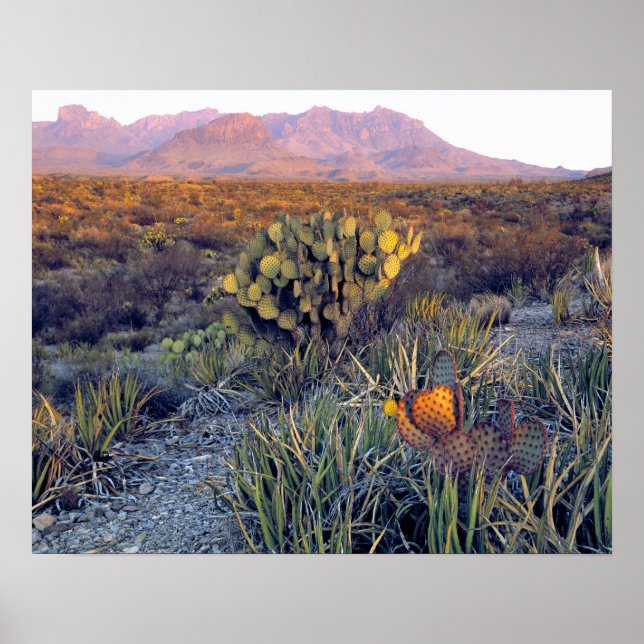 USA, Texas, Big Bend NP. A sandy pink dusk Poster (Front)