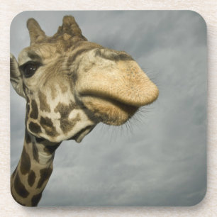 USA, Texas, Fossil Rim Wildlife Area, giraffe Coaster