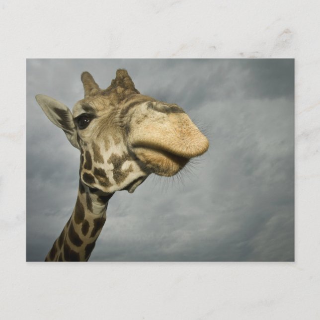 USA, Texas, Fossil Rim Wildlife Area, giraffe Postcard (Front)