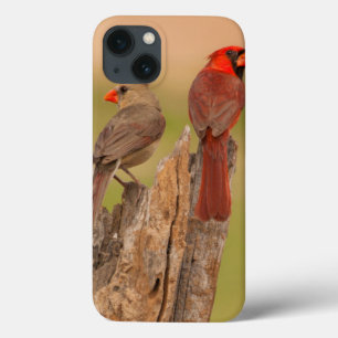 USA, Texas, Hidalgo County. Cardinal Pair iPhone 13 Case