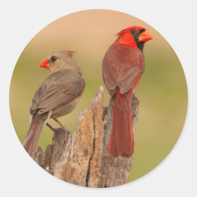 USA, Texas, Hidalgo County. Cardinal Pair Classic Round Sticker (Front)
