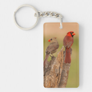 USA, Texas, Hidalgo County. Cardinal Pair Key Ring
