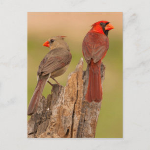 USA, Texas, Hidalgo County. Cardinal Pair Postcard