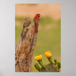 USA, Texas, Hidalgo County. Cardinal Pair Poster