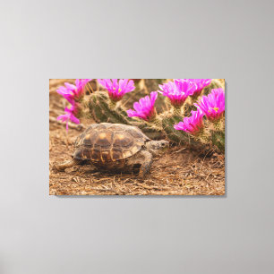 USA, Texas, Hidalgo County. Tortoise Canvas Print