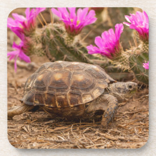 USA, Texas, Hidalgo County. Tortoise Coaster
