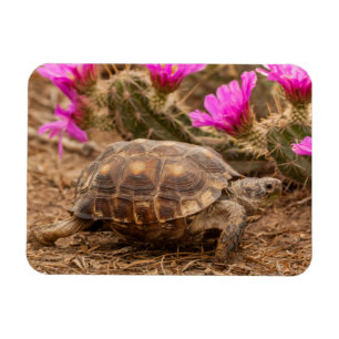 USA, Texas, Hidalgo County. Tortoise Magnet