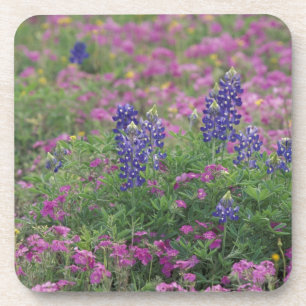 USA, Texas Hill Country. Bluebonnets among phlox Coaster