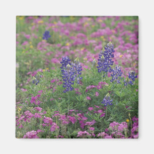 USA, Texas Hill Country. Bluebonnets among phlox Magnet
