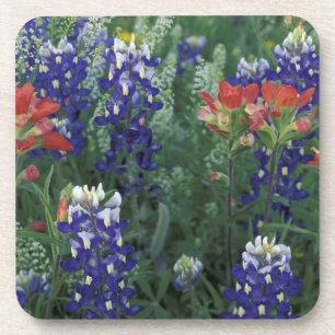 USA, Texas Hill Country. Bluebonnets and Coaster