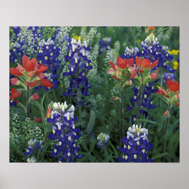 USA, Texas Hill Country. Bluebonnets and Poster (Front)