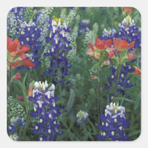 USA, Texas Hill Country. Bluebonnets and Square Sticker