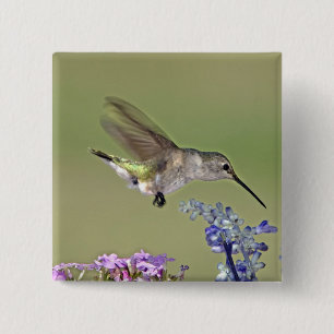 USA, Texas, Hill Country. Female black-chinned 15 Cm Square Badge