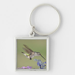 USA, Texas, Hill Country. Female black-chinned Key Ring