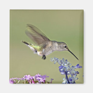 USA, Texas, Hill Country. Female black-chinned Magnet