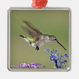 USA, Texas, Hill Country. Female black-chinned Metal Tree Decoration