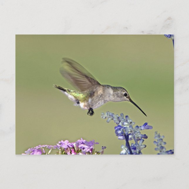 USA, Texas, Hill Country. Female black-chinned Postcard (Front)