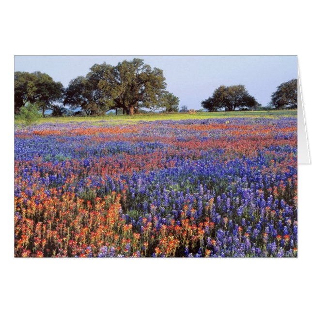 USA, Texas, Llano. Bluebonnets and redbonnets (Front Horizontal)