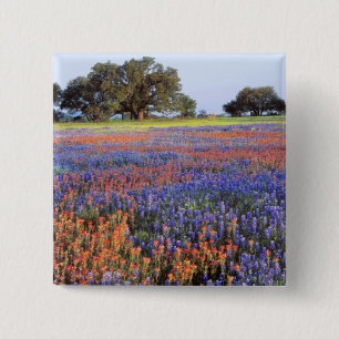 USA, Texas, Llano. Bluebonnets and redbonnets 15 Cm Square Badge