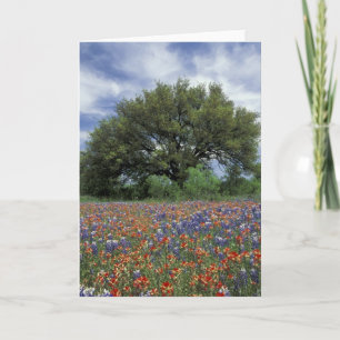 USA, Texas, Marble Falls Paintbrush and Card