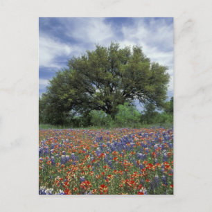 USA, Texas, Marble Falls Paintbrush and Postcard
