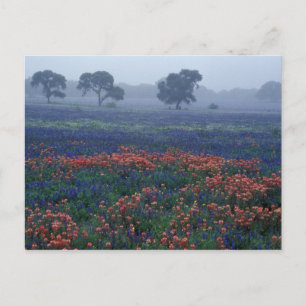 USA, Texas, near Lytle Fog, oaks, blue bonnets Postcard