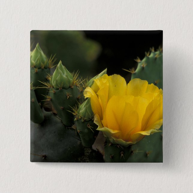 USA, Texas, Prickly Pear Cactus in bloom. 15 Cm Square Badge (Front)