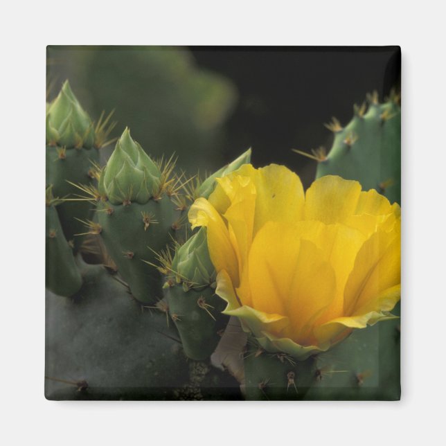 USA, Texas, Prickly Pear Cactus in bloom. Magnet (Front)