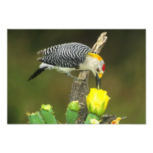 USA, Texas, Rio Grande Valley, McAllen. Male Photo Print