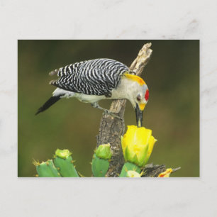 USA, Texas, Rio Grande Valley, McAllen. Male Postcard