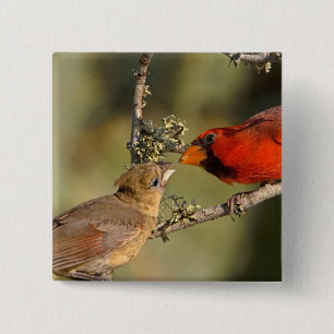 USA, Texas, Rio Grande Valley, McAllen. Mated 15 Cm Square Badge