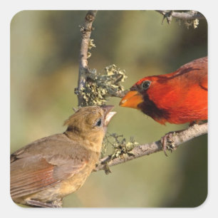 USA, Texas, Rio Grande Valley, McAllen. Mated Square Sticker