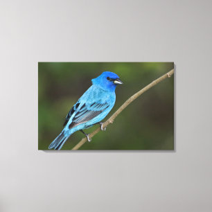 USA, Texas, South Padre Island Canvas Print