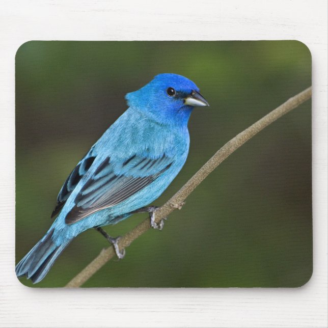 USA, Texas, South Padre Island Mouse Pad (Front)