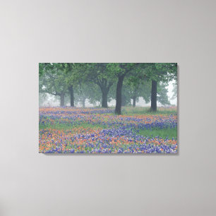 USA, Texas, Texas Hill Country Expansive field Canvas Print