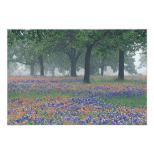 USA, Texas, Texas Hill Country Expansive field Photo Print