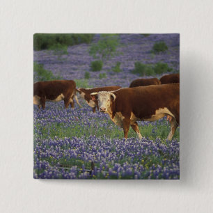 USA, Texas, Texas Hill Country, Hereford 15 Cm Square Badge