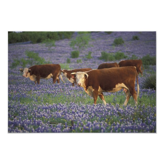 USA, Texas, Texas Hill Country, Hereford Photo Print (Front)