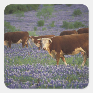 USA, Texas, Texas Hill Country, Hereford Square Sticker