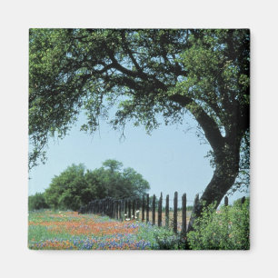 USA, Texas, Texas Hill Country Paintbrush and Magnet