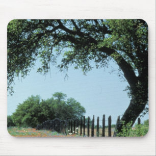 USA, Texas, Texas Hill Country Paintbrush and Mouse Pad