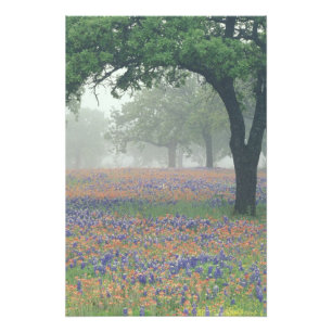 USA, Texas. Texas paintbrush and bluebonnets Photo Print