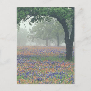 USA, Texas. Texas paintbrush and bluebonnets Postcard