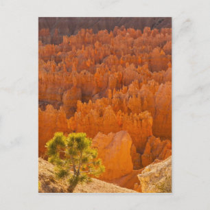 USA, Utah, Bryce Canyon National Park Postcard
