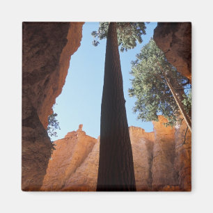 USA, Utah, Bryce Canyon National Park. Tall Magnet