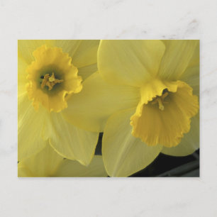 USA, Utah, Cache Valley Daffodils Postcard