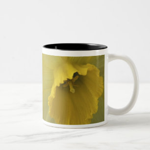 USA, Utah, Cache Valley Daffodils Two-Tone Coffee Mug