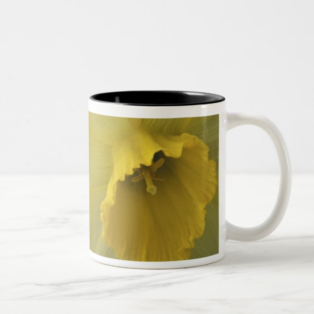 USA, Utah, Cache Valley Daffodils Two-Tone Coffee Mug (Right)