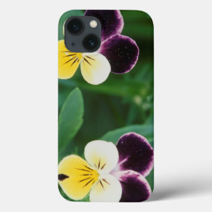 USA, Utah, Cache Valley, Johnny Jump Up iPhone 13 Case